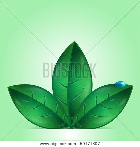 Green Leaves And Drop Of Dew