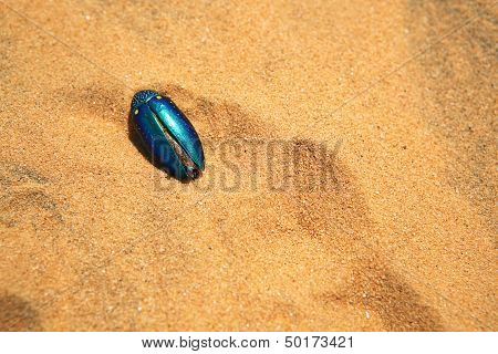 Beetle In The Desert