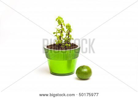 Money Tree