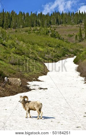 Mountain Bighorn Sheep