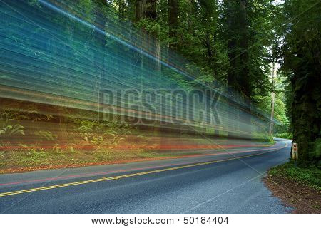 Forest Traffic