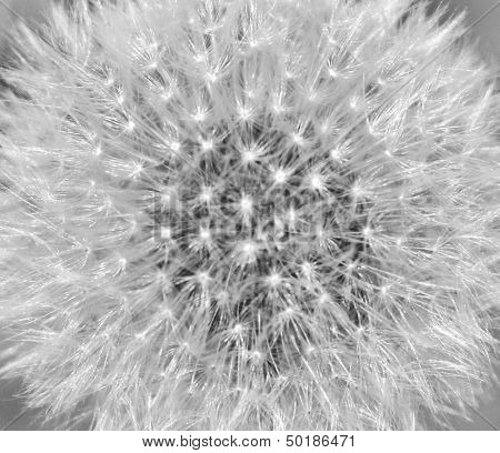1001 starbursts of nature