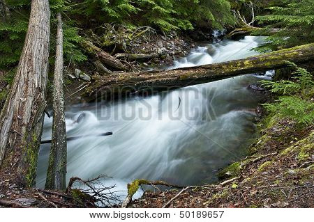 Forest Creek