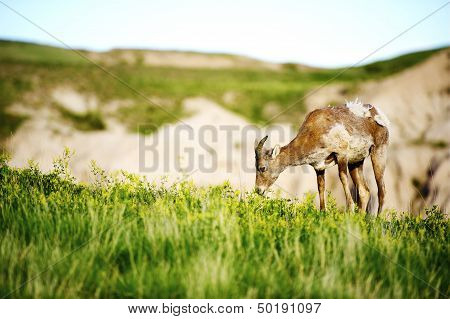 Big Horn Sheep