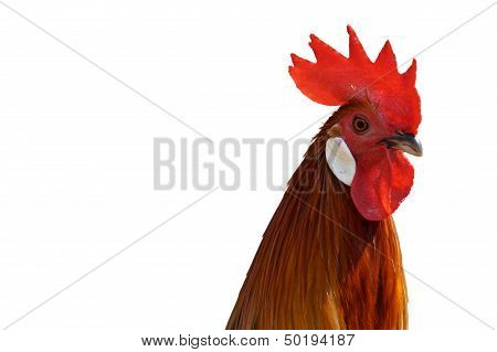 close up Chicken on white background.