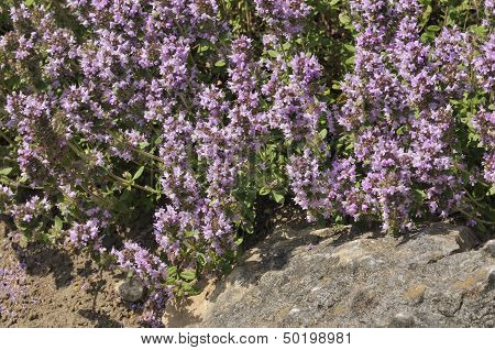 Large Thyme