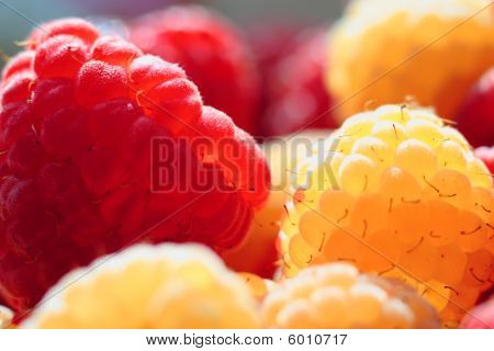 Maliny (rubus Idaeus).