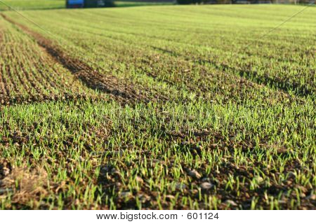 Campo