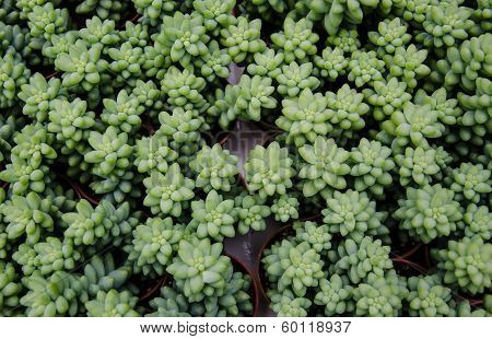 Cactus Plant