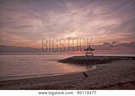 Dog on beach at dawn