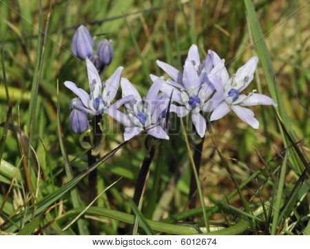 Bahar Squill - Scilla verna