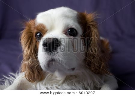 Cavalier pozowanie