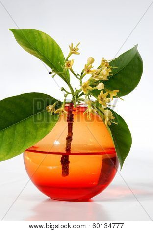 RUBIACEAE FLOWER, scent of Asian exotic flower