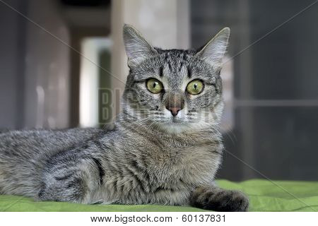 Gray Striped Cat With M-letter On Brow.