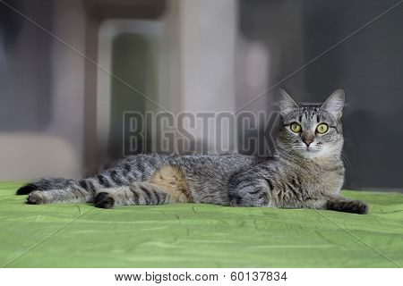 Gray Striped Cat With M-letter On Brow.
