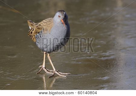 Water Rail on Ice