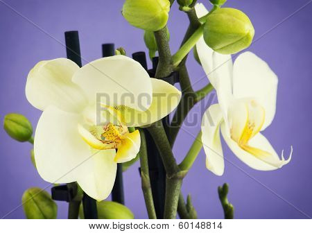 Light Yellow Orchid Flowers With Buds
