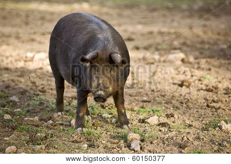 Iberian pig in the Valle de los Pedroches Cordoba Spain