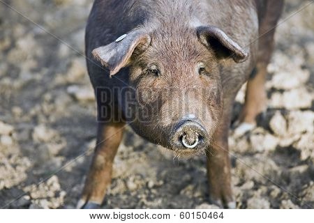 Iberian pig in the Valle de los Pedroches Cordoba Spain