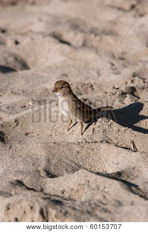 One wild sparrow on sand