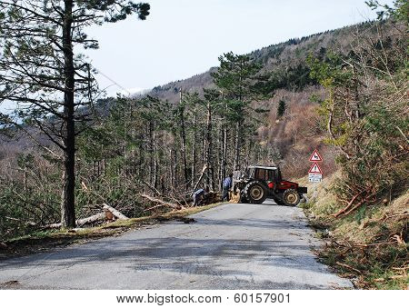 Foresters Clearing Rime Damaged Trees