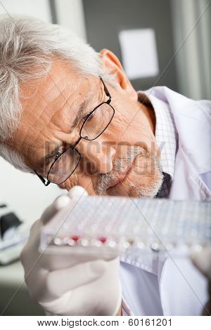 Mature male researcher analyzing microtiter plate in laboratory