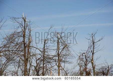 Rime Damaged Trees