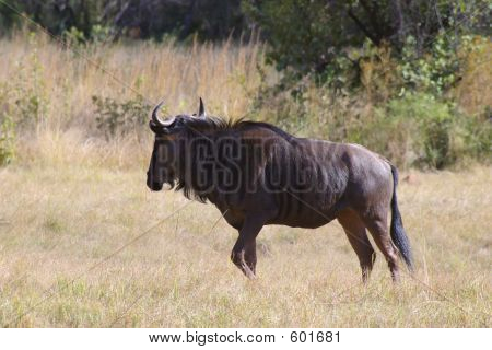 Wildebeast fauna selvatica