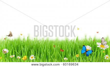 Easter spring meadow with butterflies, isolated on white background