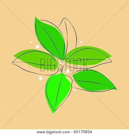 Drawn cluster of leaves on a plant