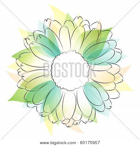 Gerber Daisy