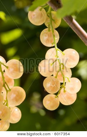 White Currants.