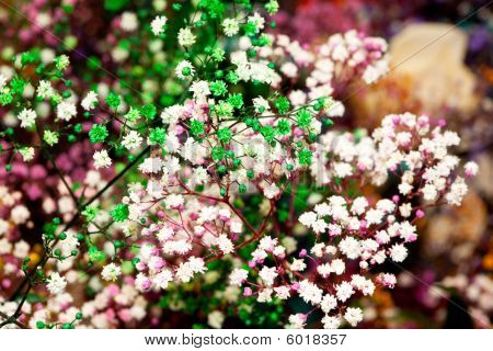 Nahaufnahme des bunten flowerlet