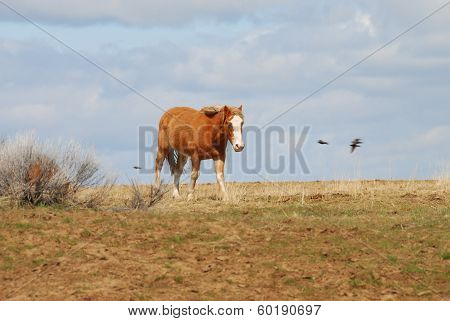 Desert Horses