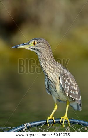 greu heron watching