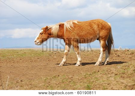 Desert Horses