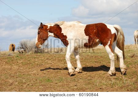 Desert Horses