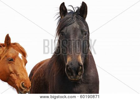 Desert Horses