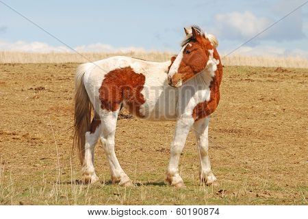 Desert Horses