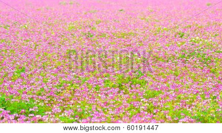 A field of chinese milk vetch, Astragalus sinicus, blooming at early summer