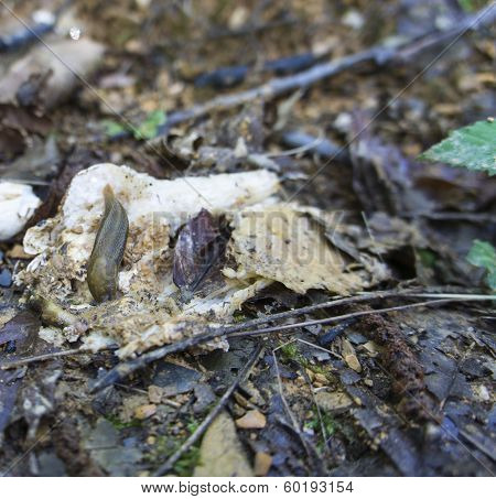 Slug