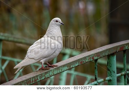 Whito Dove