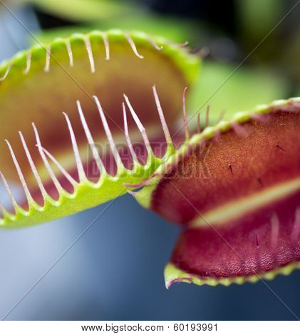 Venus flytrap
