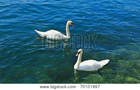 Swan on Lucerne Lake