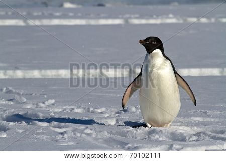 Adelie Penguin Which Stands On The Ice Of The Antarctic Strait