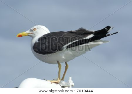 Harmaalokin / Larus Argentatus
