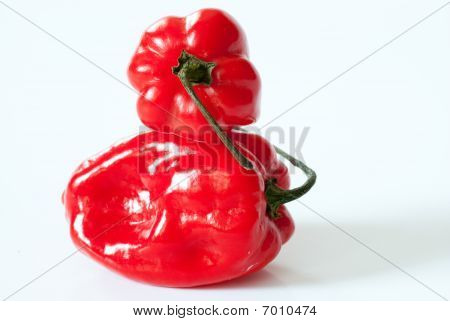 Habanero