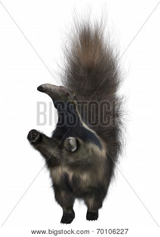 Giant Anteater