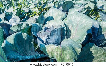 Organically Cultivated Red Cabbages From Close