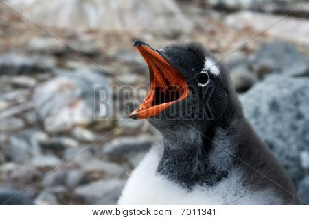 Cigolio pinguino
